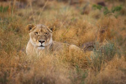 a lion laying in a field of tall grass at Schrikkloof Private Nature Reserve, home of The Lions Foundation in Bela-Bela