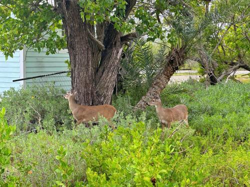 Animales en la casa o chalet o alrededores