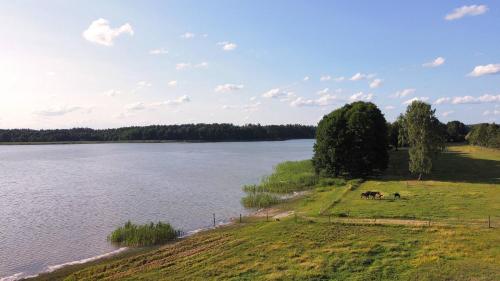 a group of animals grazing on a field next to a lake at Sasek Mały # Pensjonat # Jazdy Konne in Szczytno