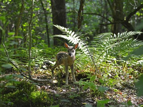 a baby deer standing in the woods at Biobetrieb Lippenhof in Breitnau