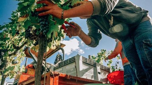 a person holding a child in front of a vineyard at Podere Cerciano in Radicondoli