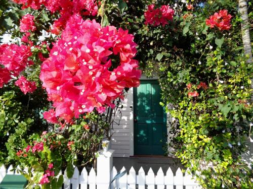 a house with pink flowers and a green door at Ashe Splashe in Key West