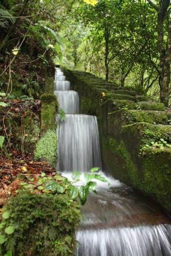 a series of waterfalls in a forest with trees at Quinta O Refúgio in São Vicente