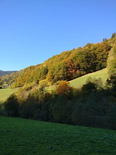 a green field with trees on the side of a hill at Frühstückspension Gweil in Sankt Gallenkirch