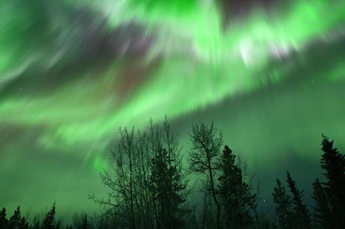 an aurora in the sky with trees in the foreground at The Big Red Barn in Whitehorse
