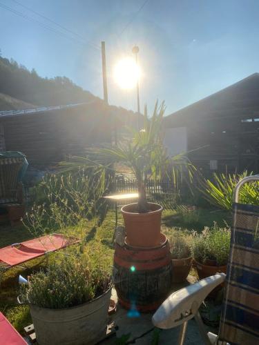 a potted plant in a pot in a yard at Casa Vegana 4,5 Zimmer 8Pl, 3 Badezimmer in Trun