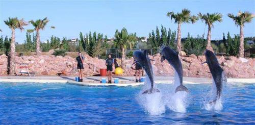 eine Gruppe Delphine im Wasser in einem Pool in der Unterkunft Lagonissi Summer House in Lagonisi