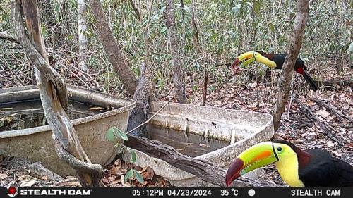 two toucan birds standing next to a bin at CASADOS RANCH in Escárcega