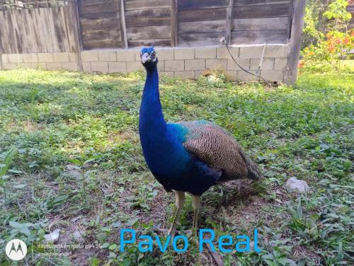 a peacock standing in the grass in a yard at CASADOS RANCH in Escárcega