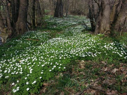 a field of white flowers in the woods at Ferienappartements "Landromantik" in Bautzen