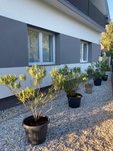 BakonyszentkirályにあるPark Vendégházの建物の前に並んだ鉢植え