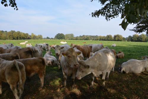 a herd of cows grazing in a field at Ferienappartements "Landromantik" in Bautzen
