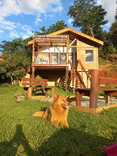 a dog sitting in the grass in front of a house at Chalés Refúgio no Campo in Santo Antônio do Pinhal