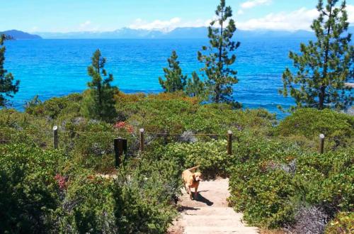 a dog walking down a path near the ocean at Modern and Private Cabin in the Woods in Carnelian Bay