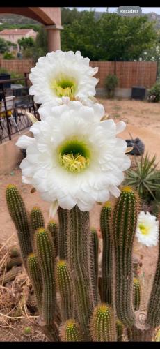 a cactus with white flowers on top of it at Calvi T3 Saint Antoine in Calvi