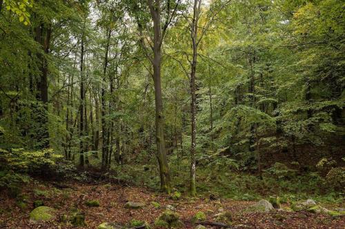 a forest filled with lots of trees and leaves at Green Villa in Tjörnarp