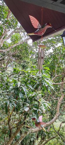 two birds perched on top of a tree at Villa Los Colibrí 11 in Agua Blanca