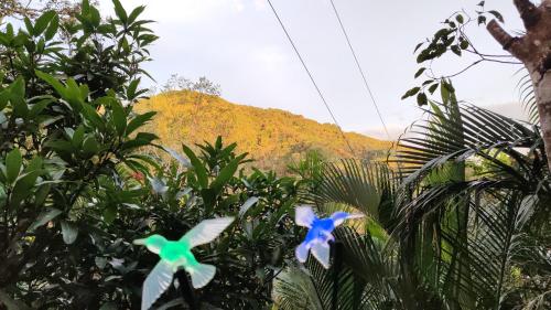 two blue and green birds flying in a tree at Villa Los Colibrí 11 in Agua Blanca
