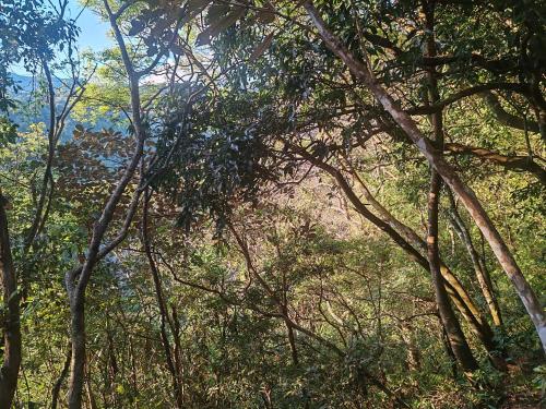 a group of trees in the middle of a forest at Villa Los Colibrí 11 in Agua Blanca