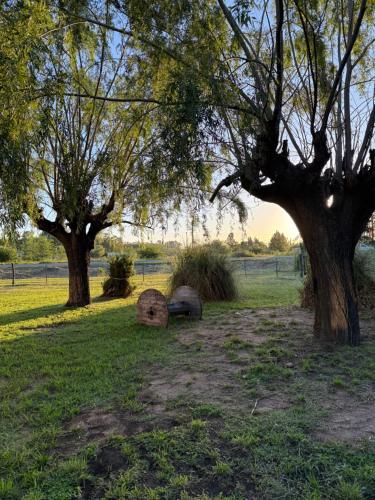 a group of three trees in a field at Quinta Refugio Verde in Chivilcoy