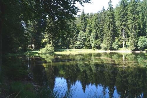 a body of water with trees and a forest at Thüringer Waldbaude in Tambach-Dietharz