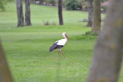 a bird walking in the grass in a park at Villaverde Hotel Spa&Golf Udine in Fagagna