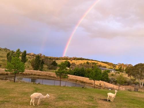 two sheep in a field with a rainbow in the sky at Two bedrooms Escape to Countryside Retreat in Wamboin