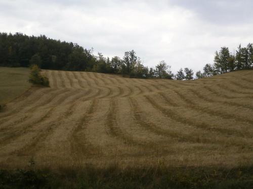 a large field of brown grass with trees in the background at Società Agricola Cacigolara in Borgo Val di Taro