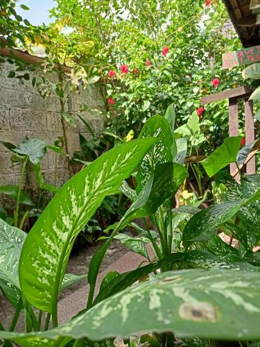 a garden with green plants and pink flowers at The Blues in Alleppey