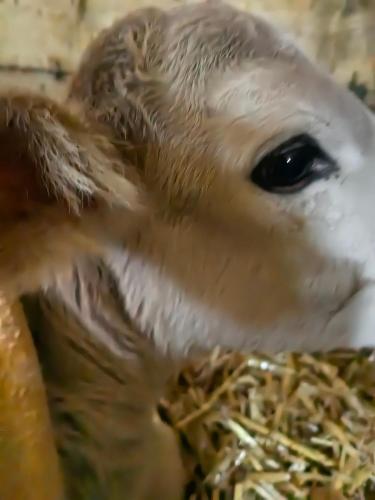 アパートメントの敷地内または近くにいる動物