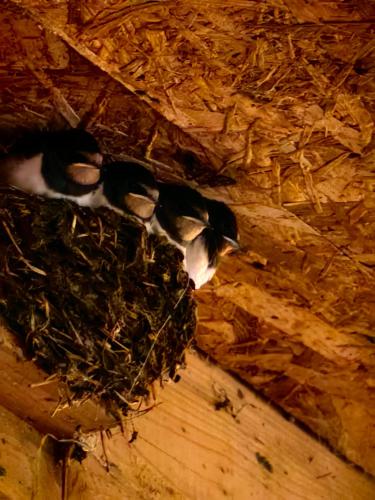 アパートメントの敷地内または近くにいる動物