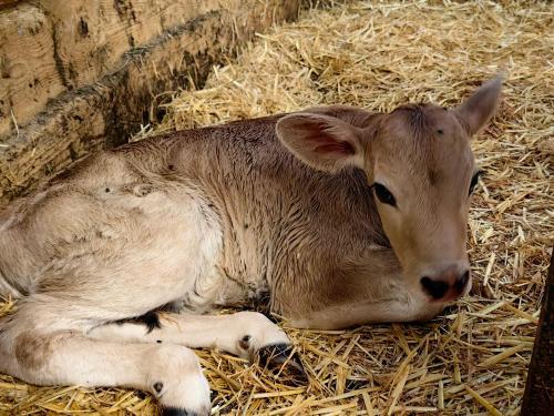 アパートメントの敷地内または近くにいる動物