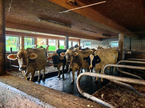 アパートメントの敷地内または近くにいる動物