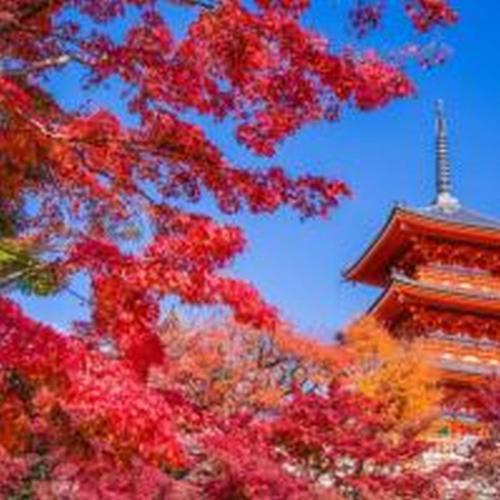 Mutsumi Shinimamiya 803 むつみ庵新今宮 803
