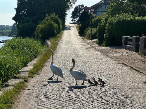 a group of birds walking down a road at Ferienwohnung Alice mit 2 Balkonen und Meerblick in Putbus