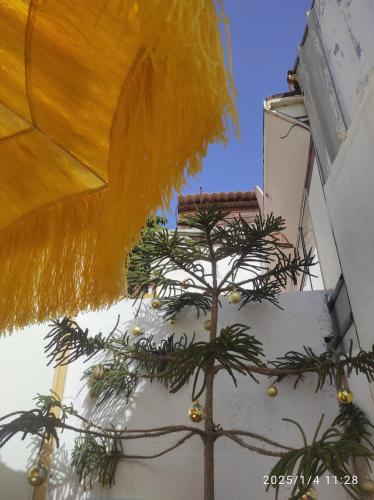 a pine tree in front of a building at Piscina club pasito blanco in Pasito Blanco
