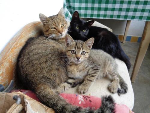 a group of three cats laying on a chair at Erdősmecskei sváb vendégházak és Jurtaszállás in Erdősmecske