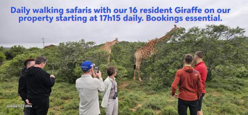 a group of people taking pictures of giraffes at Valley Bushveld Country Lodge in Addo
