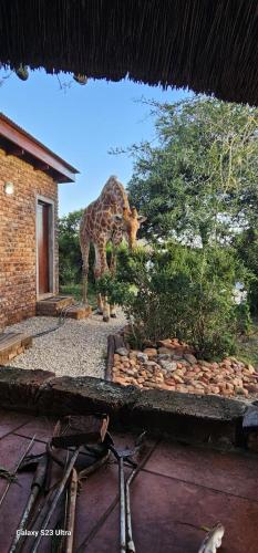 a giraffe eating leaves from a tree in front of a building at Valley Bushveld Country Lodge in Addo