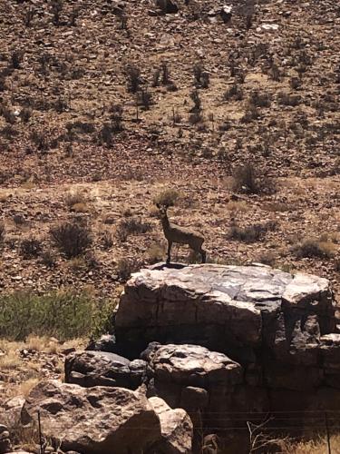 a gazelle standing on top of a rock at Savanna Guest Farm in Grünau