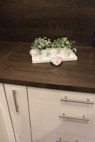 a counter with some plants on top of it at Ferienhaus MeinWeg in Wassenberg