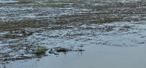 a bird is standing in the water in a field at House of Freedom in Hambantota