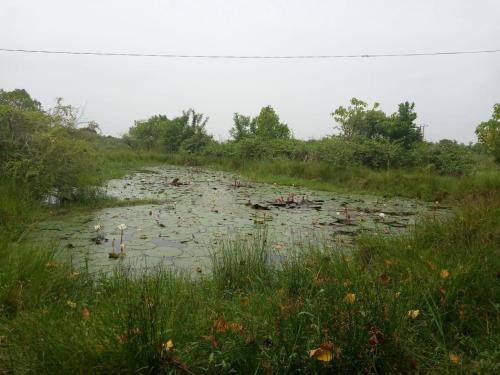 a pond filled with lily pads in a field at House of Freedom in Hambantota