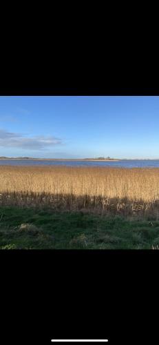 a field of tall brown grass with a blue sky at Deichbrise in Aventoft