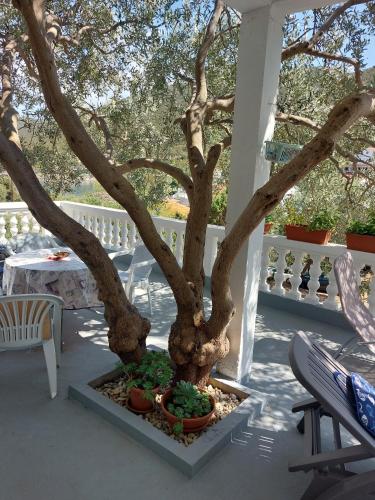 Κήπος έξω από το Apartment Zara