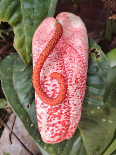 a red and white flower with a snake on it at Casa y Flores in Baños