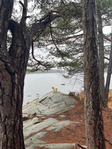 a dog sitting on top of a rock by the water at Boende Sannerud Tived in Tived