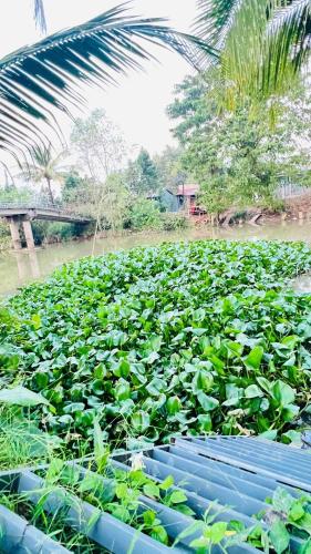 a field filled with lots of green plants at HOMESTAY Hoàng GIa in Ấp Ông Tú