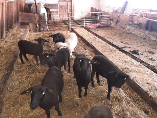 a group of black and white goats in a pen at Obenfigerhof in Kals am Großglockner