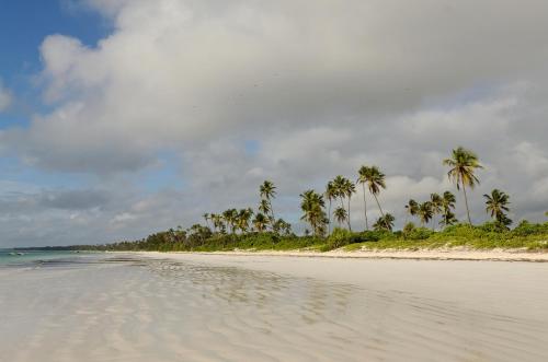 a group of palm trees on a sandy beach at Kena Beach Hotel in Matemwe